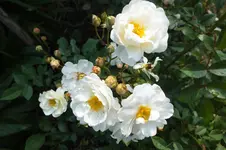 schneewittchen.webp
