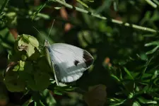 DSCF2476 (2).webp