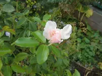 CIMG7439.webp