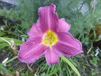 P1480187.webp