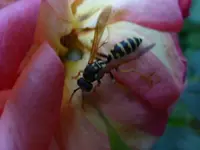P1480211.webp