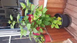 20150720_092657.webp