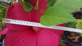 20150720_092629.webp