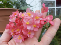 P1480177.webp