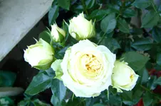 DSCF3106.webp
