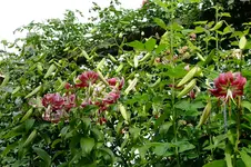 DSCF3073.webp