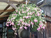Fuchsie.webp