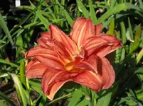 sachsen red double1_1067x800.webp