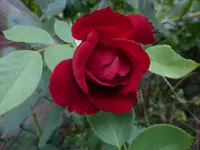 P1480122.webp