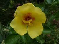 P1480131.webp