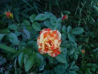 P1480220.webp