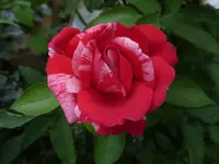 P1480107.webp