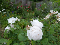 P1480171.webp