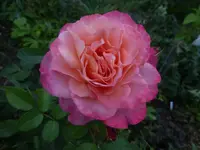 P1480202.webp