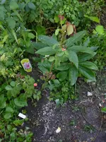P1480206.webp