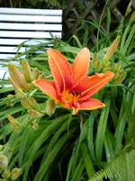 Taglilie Hemerocallis a.webp