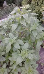 IMG-20150731-WA0010.webp