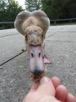 P1480381.webp
