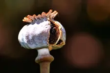 Innenleben_0001.webp