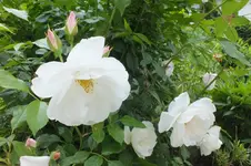climbing schneewittchen ..webp