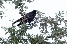 DSCF2520 (2).webp