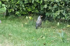 DSCF2385.webp