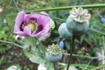 DSCF2519.jpg