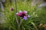 DSCF2529 (2).jpg