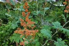 DSCF2531 (2).webp