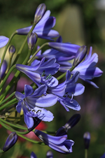 Agapanthus_blau_Blühstempel_makro1_800.webp