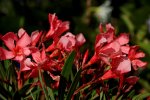 Oleander_Blüte_rot_makro1_800.JPG