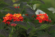 Wandelröschen_gelb_orange_rot_makro_800.webp
