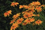 Rubeckie_Prairie Sun_gelb_orange_Sonne_makro1_800.JPG