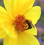 Hummel in Dahlie_gelb_Nektar_makro1_800.webp