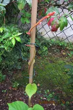unbekannt (2).webp