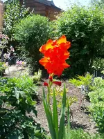 IMG_20150801_133647.webp