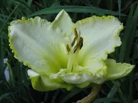 gelb gerüscht_1067x800.webp