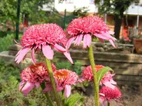 Echinacea1.webp