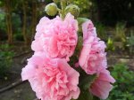 Stockrose1.jpg