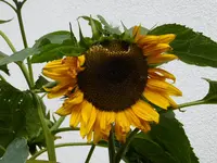DSCF9282.webp