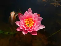 012.webp