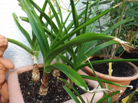 DSCF7250cri2kl.webp