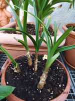 DSCF7251cri1.webp