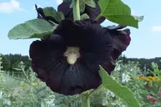 DSCF2403.webp
