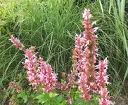DSCF2539 (3).webp