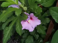 Bilda015.webp