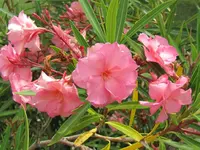 IMG_4459v.webp