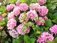 Bilda031.webp
