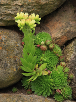 Joubarbe_01082015_Blühstempel_gelb_makro_800.JPG