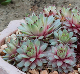 Namenlose_17042015_Frühlingsfarbe_800.webp